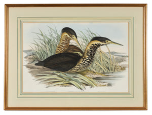 a coloured print of a Australian Bittern bird
